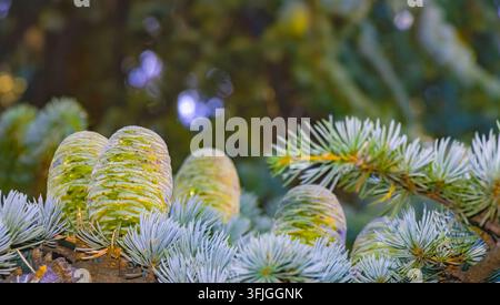 Close-up of several young cedar cones rising among blue green needles, showing fresh cone development on an evergreen conifer against soft woodland bo Stock Photo
