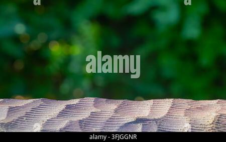 Close-up of a rough wooden plank edge with visible saw marks and natural grain, set against soft green garden bokeh with generous copy space for produ Stock Photo
