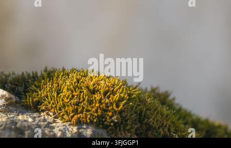 Close-up of dense green moss growing across a rough stone surface in warm sunlight, with a smooth gray background providing generous copy space. Stock Photo