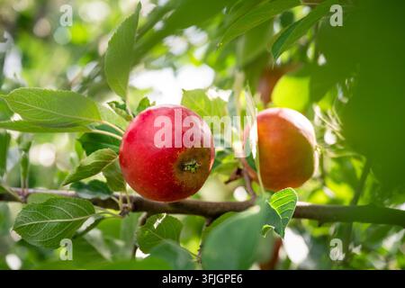 Tasty red apple on a tree branch in an orchard during harvest time Stock Photo