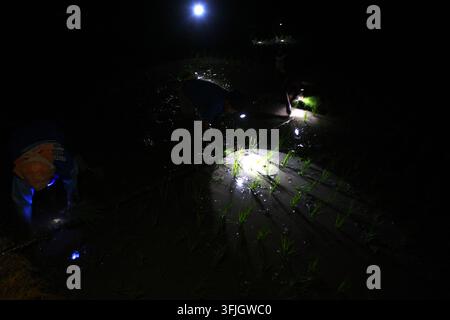 Farmers plant rice at night to avoid heat in East Java NGAWI, EAST JAVA ...