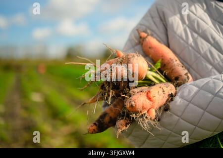 Farmer hands in a quilted glove hold freshly dug carrots with soil in a gentle closeup outdoors. The textural, earthy grip reveals authentic, soft organic produce picked from the field. Stock Photo