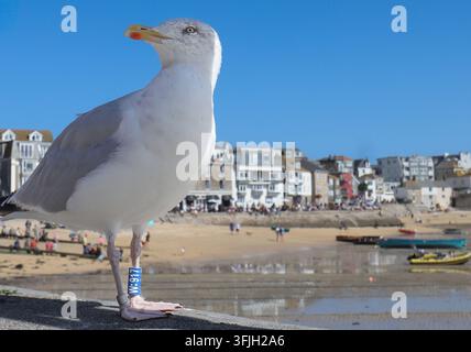 A ringed tagged Seagull St Ives, Cornwall Stock Photo