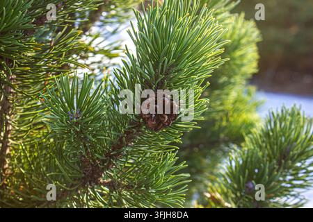 Fresh green pine branch with a small brown cone close up, sunny day in winter forest, natural coniferous background for seasonal design. Stock Photo
