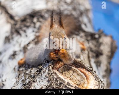 Portrait of a squirrel on a tree trunk. A curious red squirrel peeks out from behind a tree trunk Stock Photo