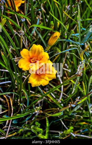 Top-down view of two yellow daylilies and a bud in vibrant green grass. Stock Photo