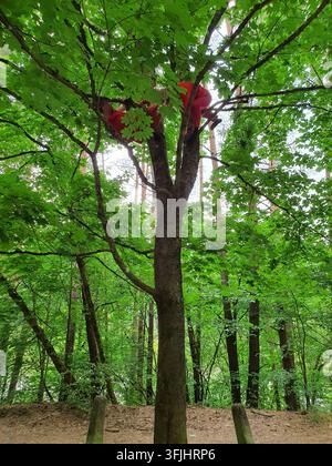 A person wearing red clothing and a safety harness climbing high in a tree canopy, viewed from a low angle looking upward. The climber is positioned Stock Photo