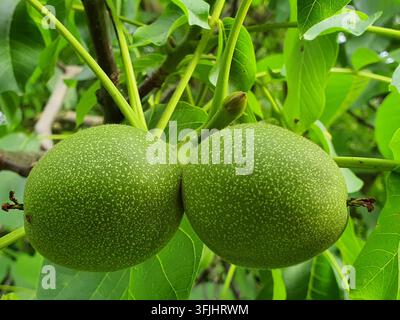 Two unripe green walnuts with fuzzy, speckled outer husks hanging from a tree branch. The spherical fruits are connected by green stems and Stock Photo