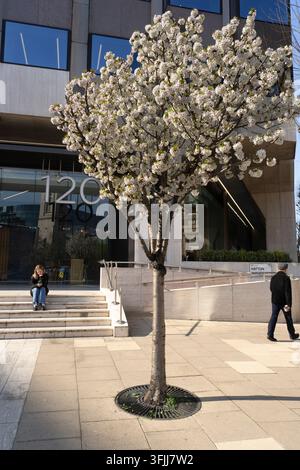 A pedestrian and seated person enjoy spring as a cherry blossom tree blooms outside 120 Hatton Garden, London. Stock Photo