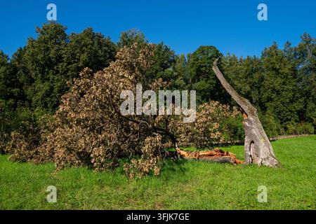 The photo shows an old oak tree that broke during a storm, with a fallen trunk. The tree has significant damage: the trunk is split, and the foliage on the fallen part looks withered or damaged. Stock Photo