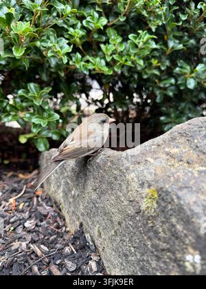 A dark-eyed junco perched on a rock. Stock Photo
