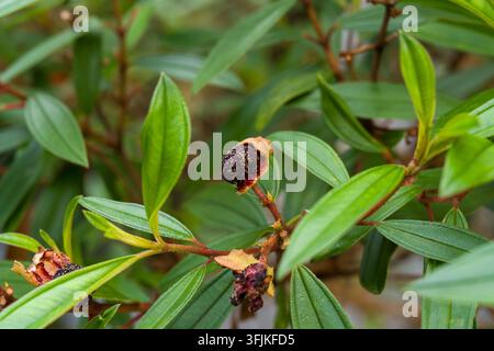 Vibrant green leaves frame dark, textured fruit. Small branches bear clustered, slightly shriveled berries. Fruit shows hints of orange fading into de Stock Photo