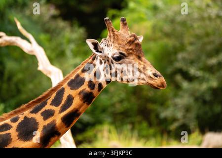 Giraffe Portrait Against a Soft Green Background Stock Photo