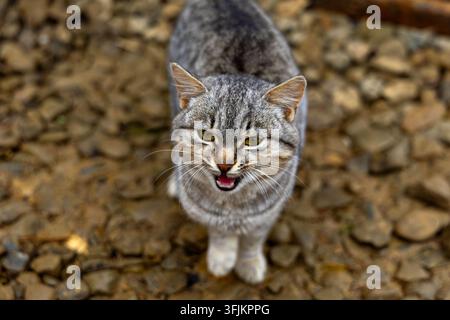 Gray Tabby Cat Meowing on Rocky Ground. Gray tabby cat with green eyes stands on rocky ground with its mouth open while looking toward the camera. Stock Photo
