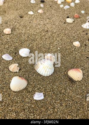 Close-up of various white seashells scattered on wet sand on the beach Stock Photo