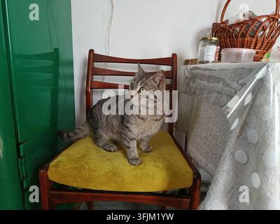 Cute gray tabby cat sitting on wooden chair inside cozy home Stock Photo