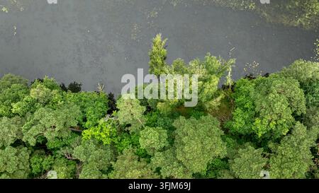 Top-down view of river and lush green forest, summer Poland. Wild green natural place in Poland. Stock Photo