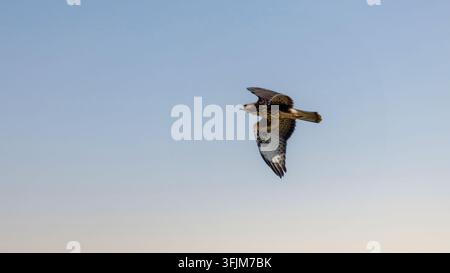 Common Buzzard Soaring High in a Clear Blue Sky Stock Photo