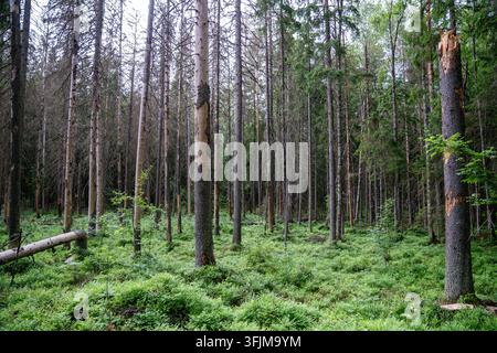 Dense coniferous forest with damaged trunks, fallen trees and lush green summer undergrowth. Stock Photo