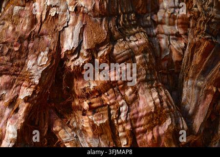 Detailed macro background of natural aged tree trunk bark displaying peeling fibrous layers, cracked surface, and organic wood texture in warm light. Stock Photo