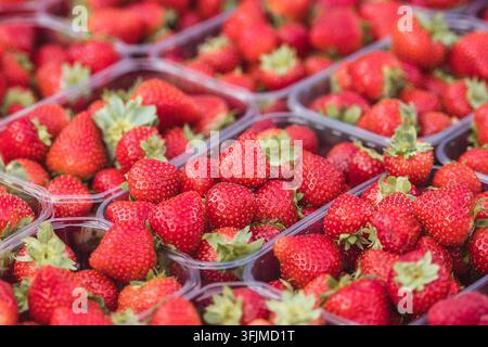 Fresh ripe big red strawberries with green leaves in a plastic container or box in a fruit and vegetable street market, close up Stock Photo