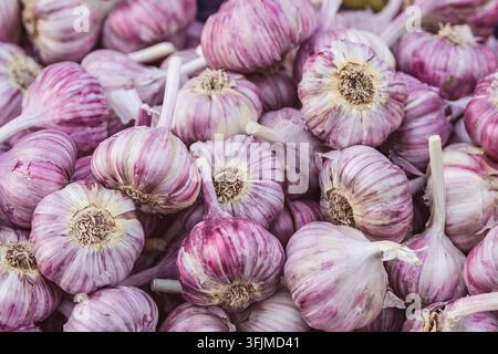 Close-up image of a pile of garlic bulbs, showcasing their papery white and purple skins. The garlic is fresh and ready for use as a staple ingredient Stock Photo