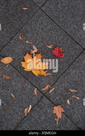Top view of vibrant yellow and red maple leaves fallen on dark asphalt pavement Stock Photo