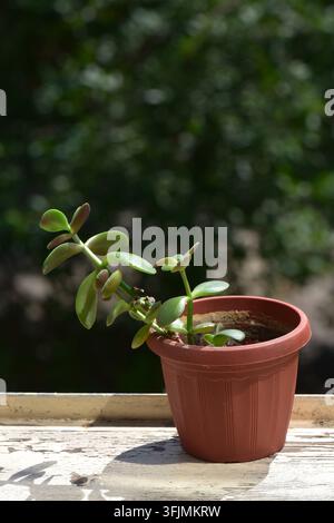 Small Succulent Plant in Brown Plastic Pot Stock Photo