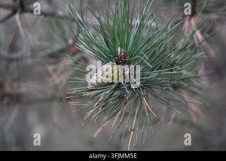 Pine branch with a green cone on a blurred background of pine needles close up Stock Photo