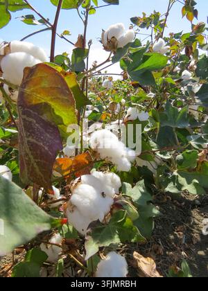 Close-up of mature organic cotton bolls growing on a cotton plant before harvesting in an agricultural field. Stock Photo