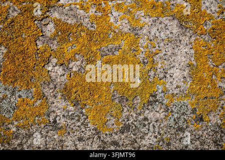 Detailed overhead texture photograph showing vibrant yellow and orange lichen growing across a weathered, rough grey granite stone surface in natural Stock Photo