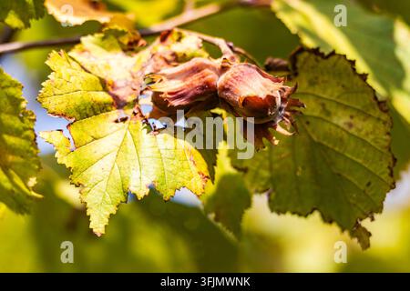 Ripe brown hazelnuts in husks hang from a leafy branch on a hazel tree outdoors. Natural daylight brightens the green leaves and mature nut cluster in Stock Photo