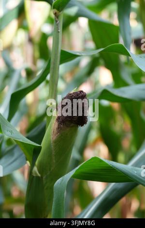 Vertical close-up shot of an unripe green corn cob with dark brown silk growing on a stalk in an agricultural field during autumn. Stock Photo