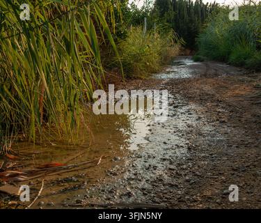 Muddy Dirt Road After Rain with Puddles and Vegetation Stock Photo