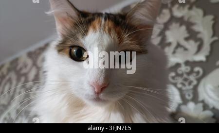 Frontal headshot of a beautiful long-haired calico cat with an alert expression, domestic feline companion looking directly forward Stock Photo