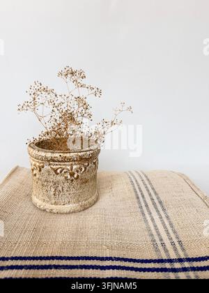 Dried flowers in a vintage rustic ceramic pot on a blue striped linen tablecloth against a plain white background Stock Photo