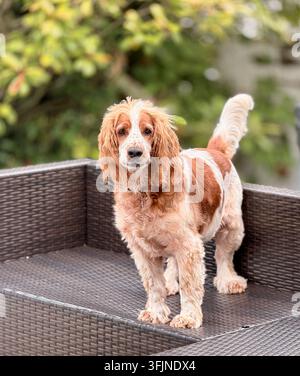 Red and white Welsh Springer Spaniel standing attentively on a rattan sofa outdoors in a garden with a soft blurred background. Stock Photo