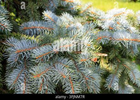 Blue spruce branches with silvery needles illuminated by bright sunlight, showing small young cones in a summer park. Stock Photo