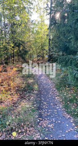 Gravel path through green residential woodland with birch and pine trees in early autumn Stock Photo