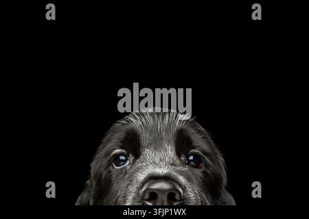 Playful English Cocker Spaniel puppy peeks curiously over the bottom edge of frame, mischievous eyes and floppy ears visible, isolated on black backgr Stock Photo