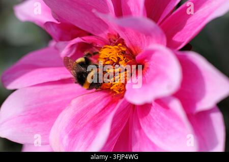 bee collecting pollen from flower in english garden, norfolk, england Stock Photo