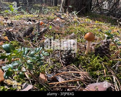 Small orange brown mushroom growing among green moss on the forest floor, Lower Silesia, Poland Stock Photo