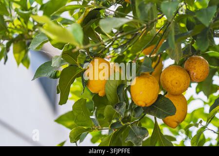 View of ripe yellow lemons hanging from a lush green lemon tree in Alcoutim, Faro District, Portugal. Stock Photo