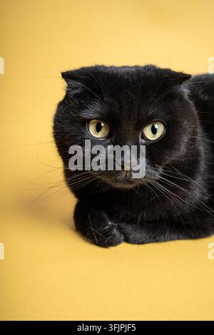Black Scottish Fold Cat on a Yellow Background Stock Photo