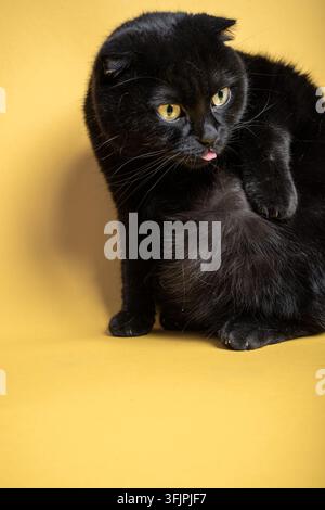Black Scottish Fold Cat on a Yellow Background Stock Photo