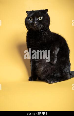 Black Scottish Fold Cat on a Yellow Background Stock Photo
