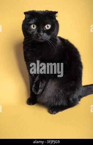 Black Scottish Fold Cat on a Yellow Background Stock Photo