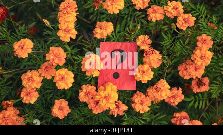 A top-down view of vibrant orange marigold flowers blooming in a lush garden with a red crumpled paper note featuring a black question mark in the cen Stock Photo