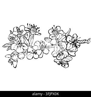 Delicate vector drawing of plum blossom branches with flowers and buds. Ideal for spring wedding invitations, greeting cards, nursery decor, and flora Stock Vector