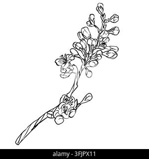 Minimalist vector drawing of a plum blossom branch with flowers and buds. Great for tattoo stencils, fine art prints, wedding invitations, and organic Stock Vector